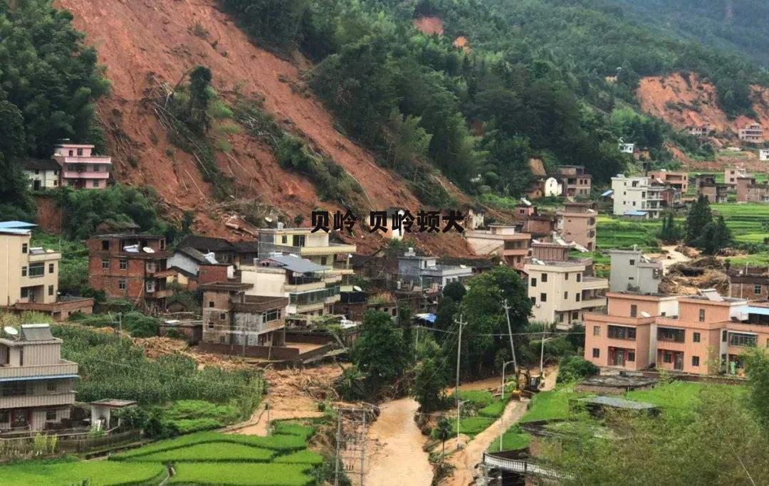 贝岭 贝岭顿犬