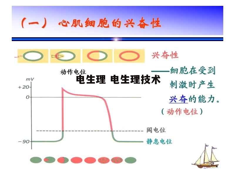 电生理 电生理技术