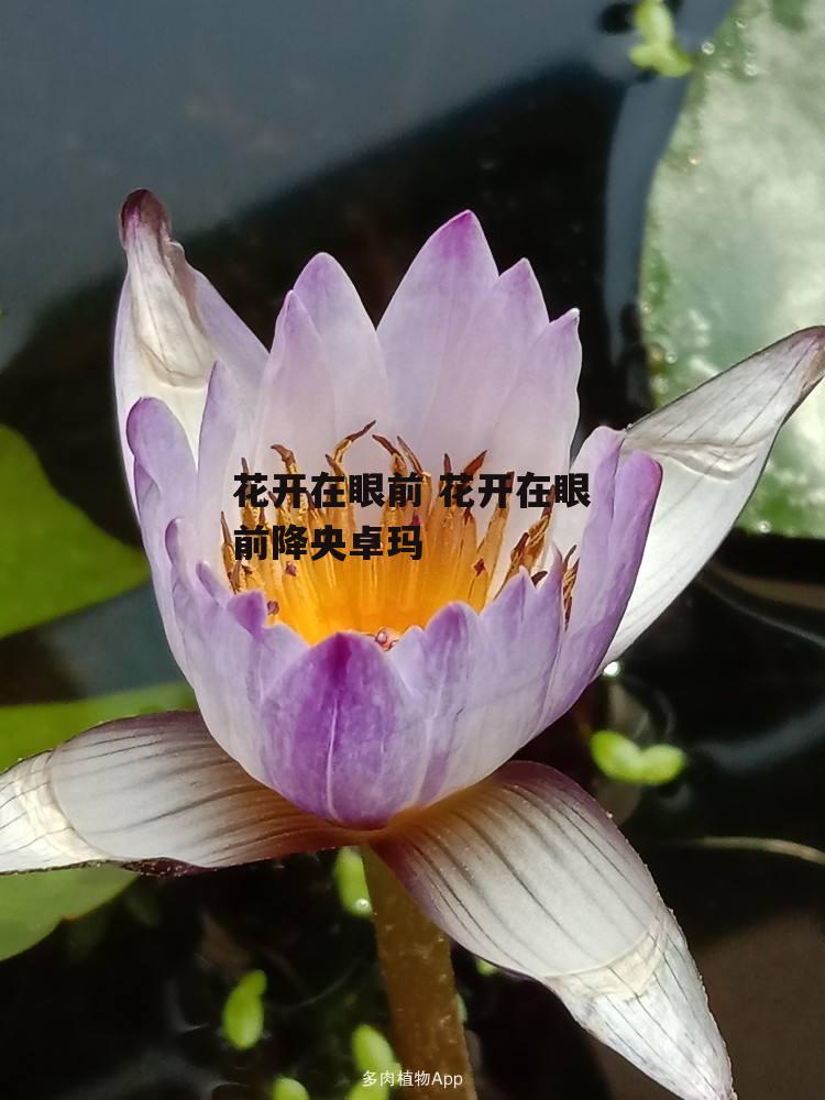 花开在眼前 花开在眼前降央卓玛