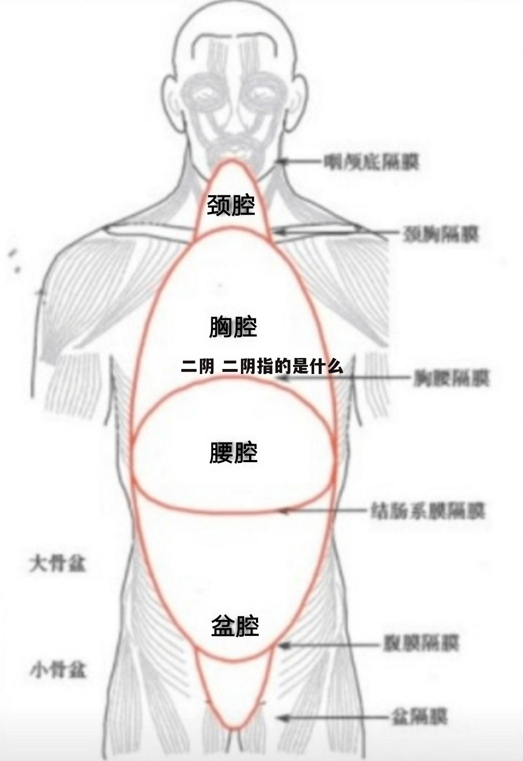 二阴 二阴指的是什么