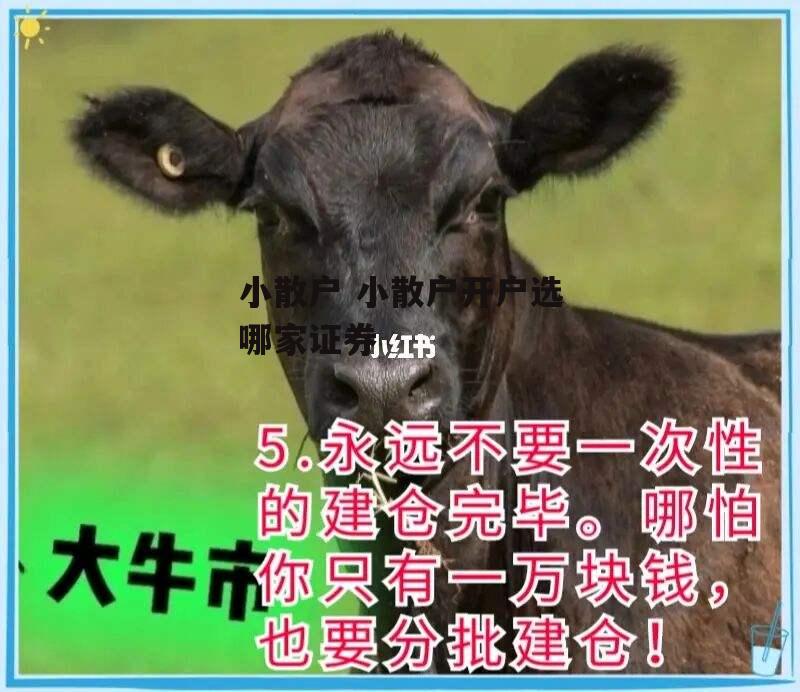 小散户 小散户开户选哪家证券